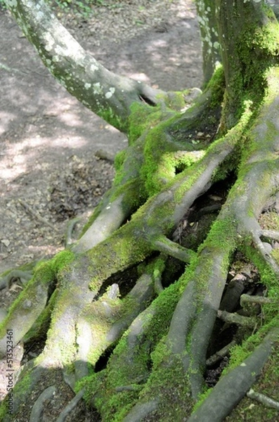 Obraz Schwebende Wurzeln Alter Buchen