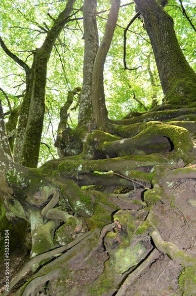 Obraz Schwebende Wurzeln Alter Buchen