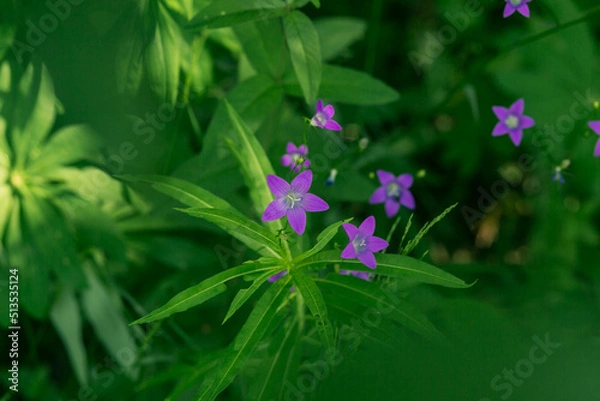 Fototapeta purple wild forest flowers
