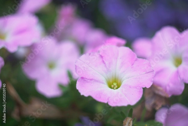 Fototapeta OLYMPUS DIGITAL CAMERA