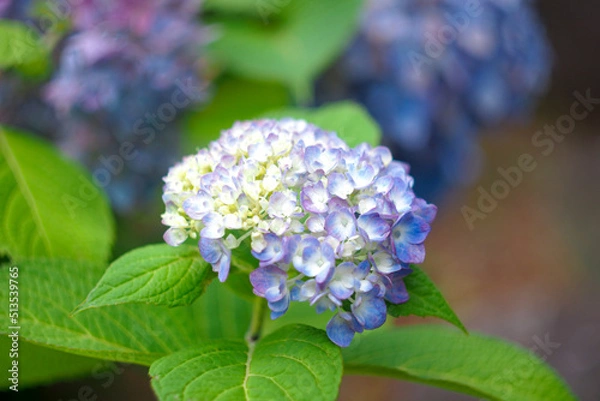 Obraz OLYMPUS DIGITAL CAMERA