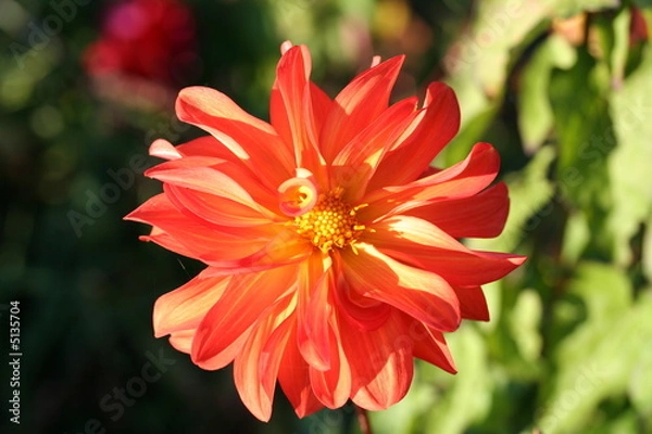 Obraz fleur d'automne