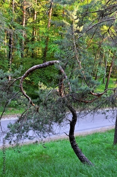 Obraz Kiefernwald bei Schloss Waldenstein  