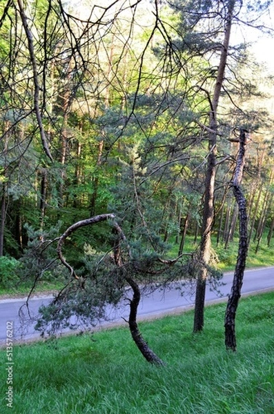 Obraz Kiefernwald bei Schloss Waldenstein  