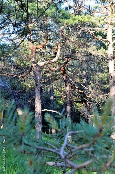 Obraz Kiefernwald bei Schloss Waldenstein  
