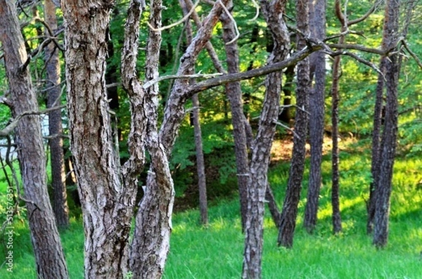 Obraz Kiefernwald bei Schloss Waldenstein  