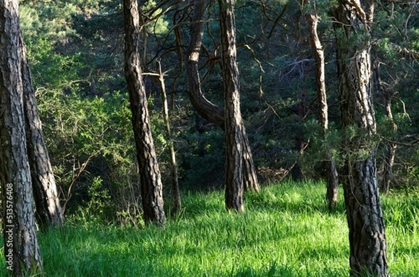 Obraz Kiefernwald bei Schloss Waldenstein  