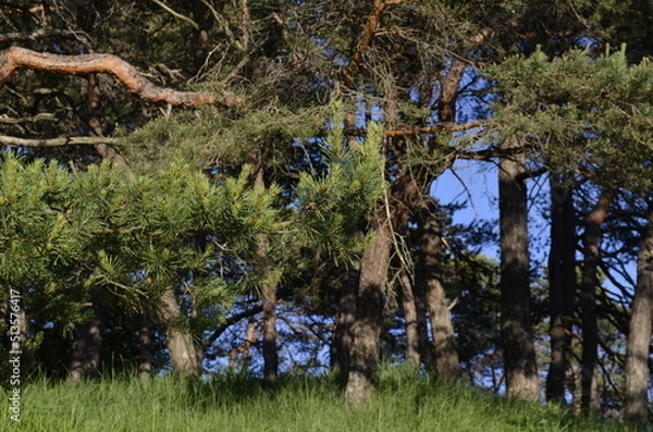 Obraz Kiefernwald bei Schloss Waldenstein  