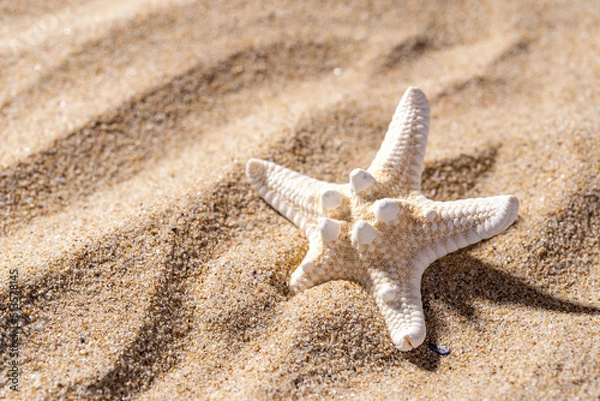 Fototapeta Knobby starfish on a sea sand on a sunny day. Copy space near dried five finger fish. Summer vacation on a sandy beach, travel, sea holidays concept for greeting card, postcard and banner.