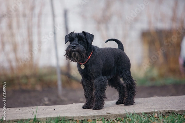 Fototapeta miniature schnauzer walks on the lawn in spring