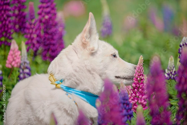 Obraz husky in flowers