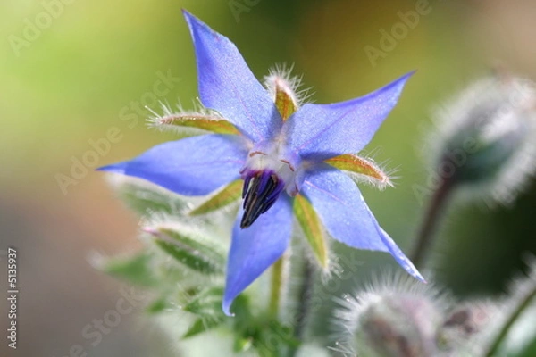 Obraz fleur inconnue