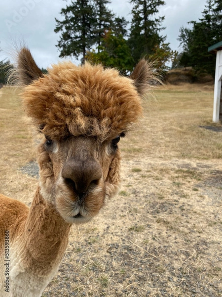 Obraz Alpaca