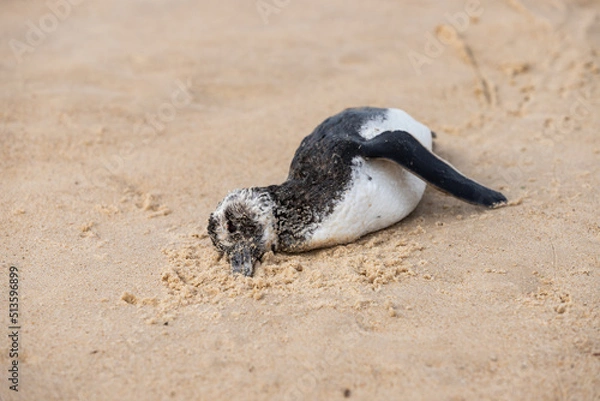 Obraz dead penguin on the beach