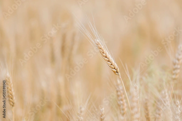 Obraz Spikelets of wheat on the field in summer afternoon