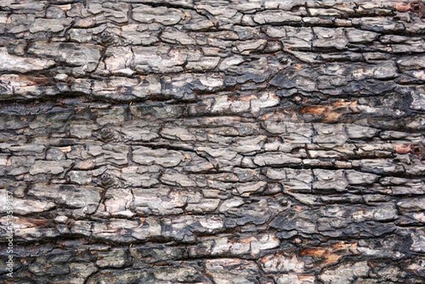 Obraz wood texture. Abstract wood texture background.
