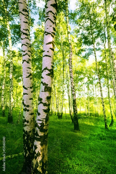 Obraz forest birch