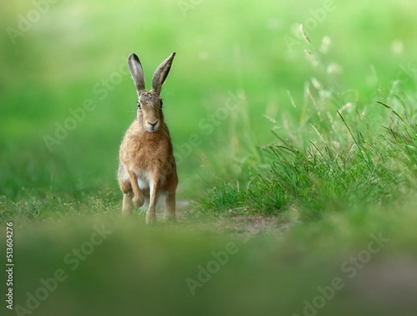 Obraz hare in the grass