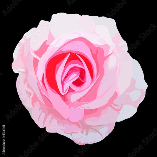 Obraz rose flower vector