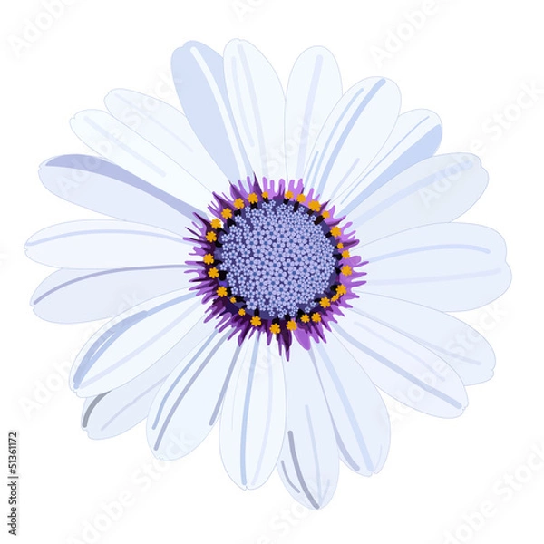 Obraz Vector white daisy flower