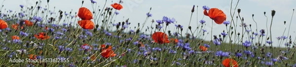 Fototapeta Maki ,pole w kwiatach ,maki i makówki ,dzikie kwiaty ,kwiaty samosiejki ,krajobraz letni ,chabry