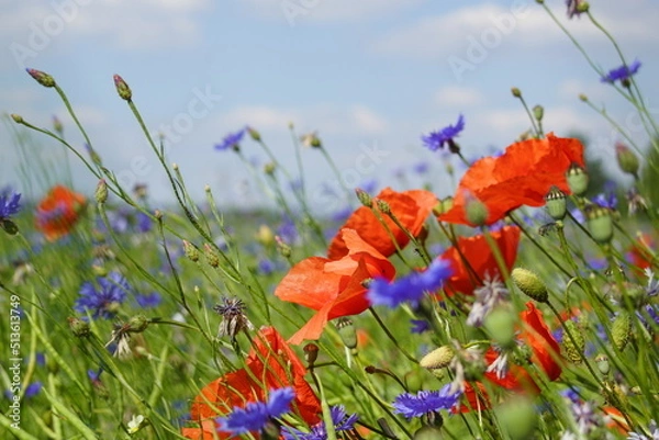 Fototapeta Maki ,pole ,dzikie kwiaty ,wieś ,przyroda ,dzika przyroda ,dzikie kwiaty