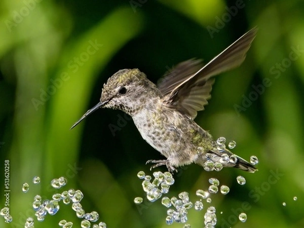 Obraz Female Anna's hummingbird playing and drinking in the water fountain in birdbath