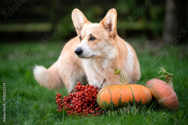 Obraz dog in the park