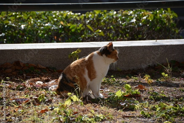 Fototapeta 野良猫