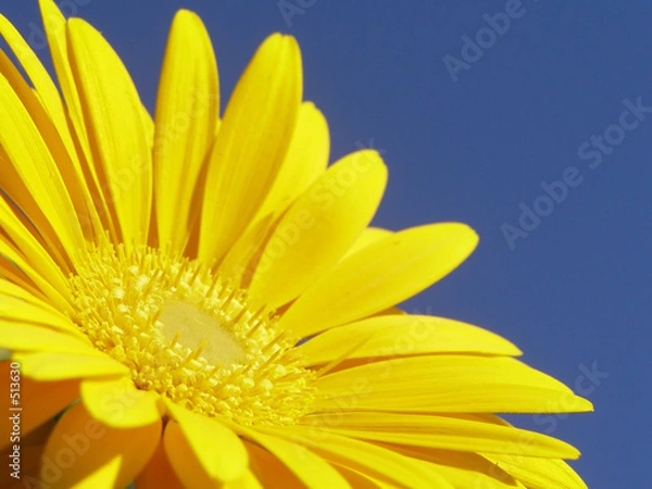Fototapeta yellow gerbera