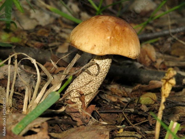 Fototapeta A small white mushroom in the forest