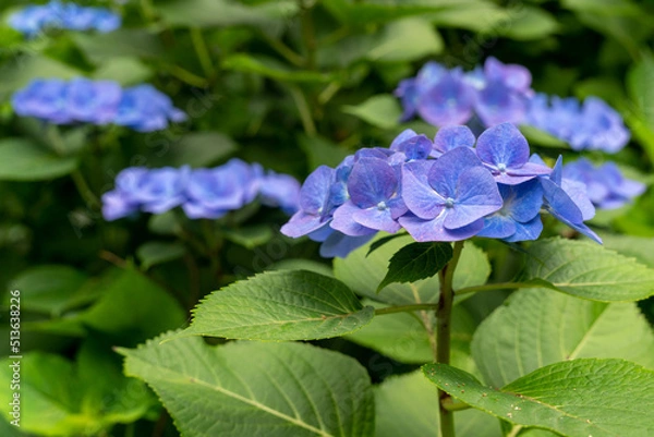 Fototapeta 紫陽花