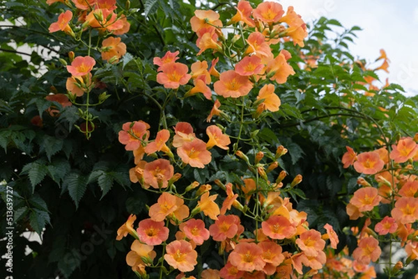 Obraz 初夏のノウゼンカズラ