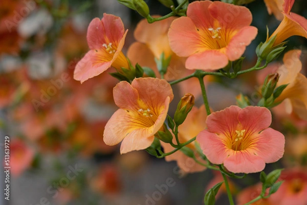 Fototapeta 初夏のノウゼンカズラ