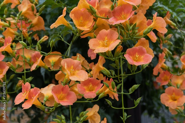 Obraz 初夏のノウゼンカズラ