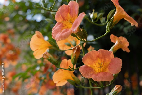 Obraz 初夏のノウゼンカズラ