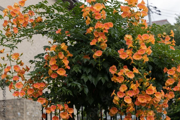 Obraz 初夏のノウゼンカズラ