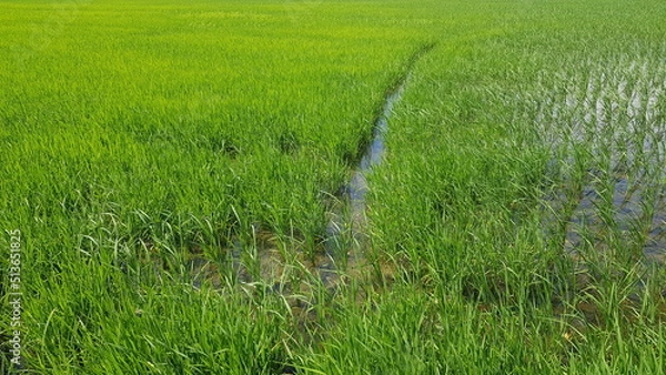 Fototapeta The rice fields are growing and flourishing.