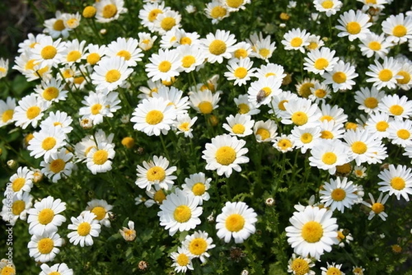 Obraz 야외 정원의 흰색 꽃