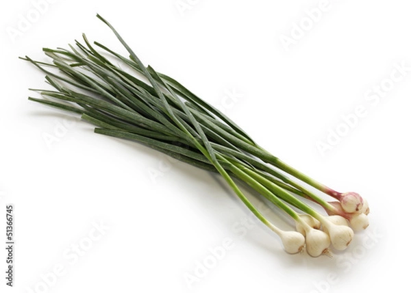 Fototapeta garlic leaves
