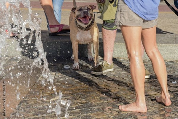 Fototapeta Fresco relax estivo all'aperto con zampilli d'acqua e amici a quattro zampe!