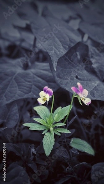 Obraz flower in water