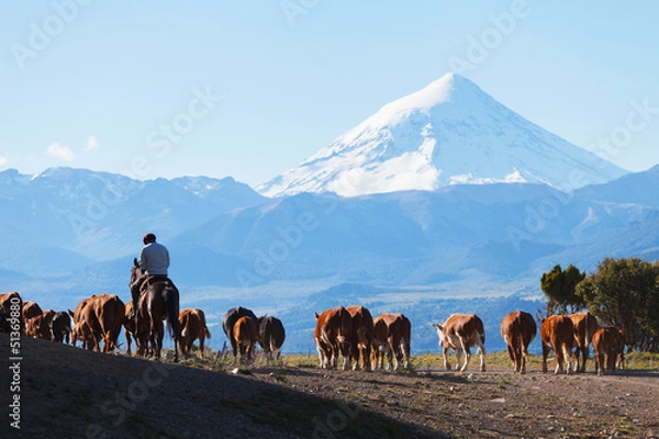 Fototapeta Gauchowie i stado krów na tle wulkanu Lanin