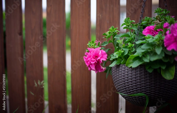 Fototapeta flowers on the fence. View of a wooden picket fence and pink petunias in a plastic hanging planter. background banner.