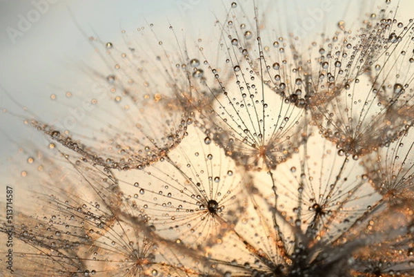 Obraz dandelion seed with golden water drops. close up/
