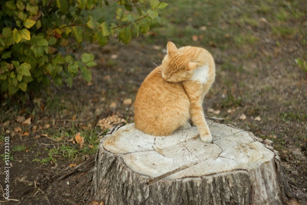 Fototapeta Ginger tom cat close up horizontal portrait from the side Domestic Animals Pets