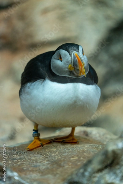 Obraz Papageitaucher