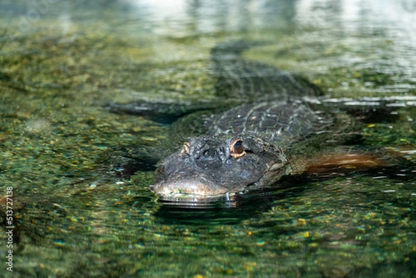 Fototapeta crocodile