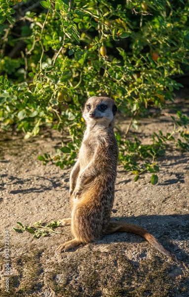 Obraz meerkat
