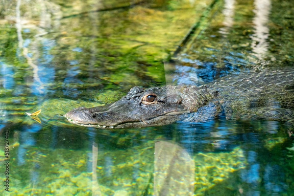 Fototapeta crocodile